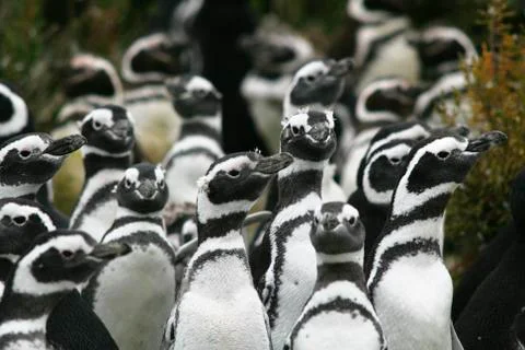 Penguins, Stock Photos