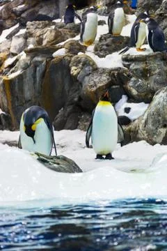 Penguins Stock Photos