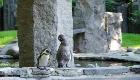 Penguins Stock Photos