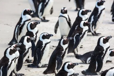 Penguins Stock Photos