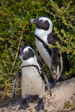 Penguins Stock Photos
