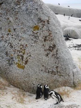 Penguins Stock Photos