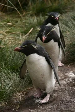 Penguins 写真素材