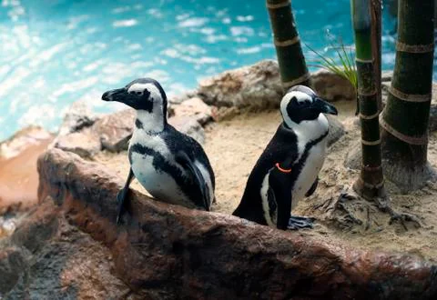 Penguins Stock Photos