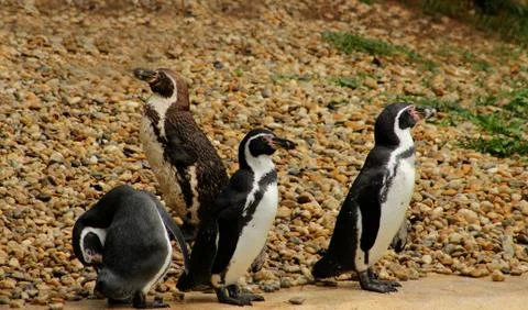 Penguins Stock Photos