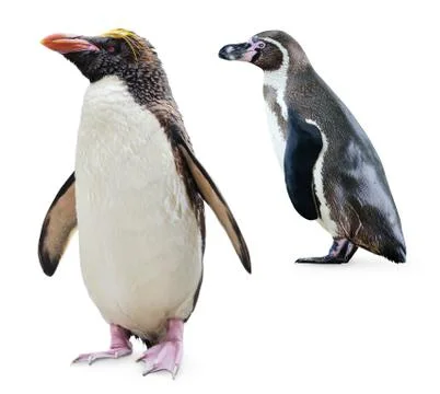 Penguins Stock Photos