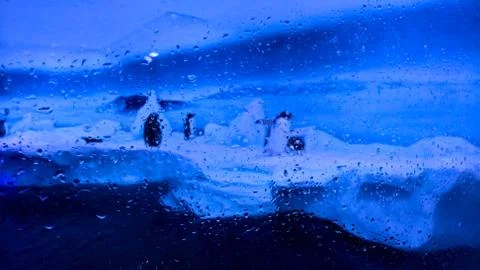 Penguins Stock Photos