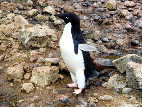 Penguins 写真素材