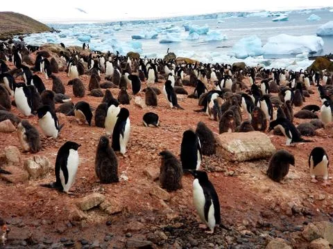 Penguins 写真素材