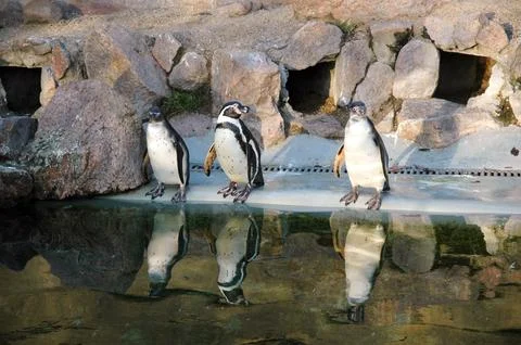 Penguins Stock Photos