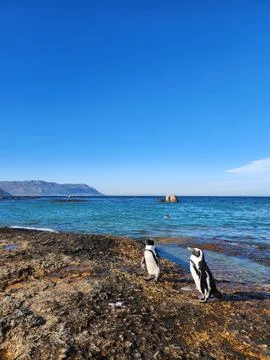 Penguins Stock Photos