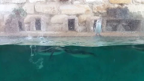 Penguins playing in the aquarium Video stock 83860127