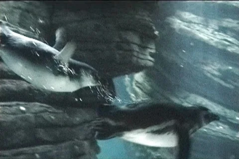 Penguins playing underwater Video stock 102880