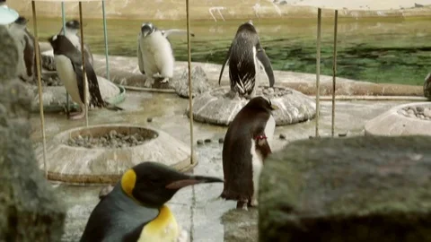 Penguins playing in a zoo 動画素材 72671945