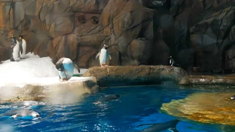 Penguins playing in a zoo Stock Footage 117353326