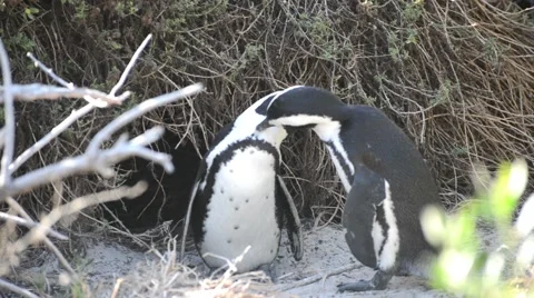 Penguins preening Stock Footage 49896821