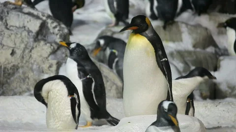 Penguins Preening in the Snow Stock Footage 370074