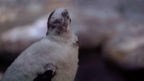 Penguins in the process of molting goes along the glass wall in the zoo 動画素材 128180529