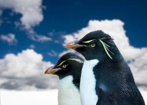 Penguins on the Prowl Stock Photos