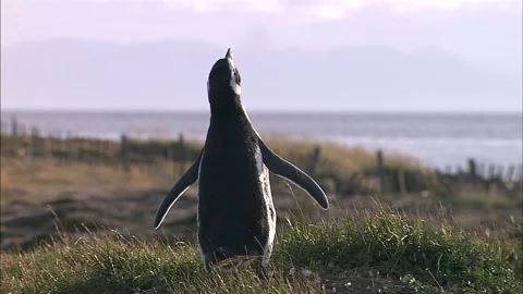 Penguins-Punta Arenas, Chile-2 Stock Footage 296504108
