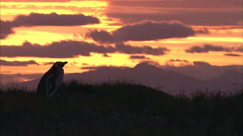Penguins-Punta Arenas, Chile Stock Footage 296504139