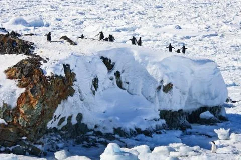 Penguins resting Stock Photos