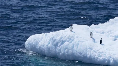 Penguins Riding Iceberg Close Up Fast Moving Ice Floating By Camera Pans Stock Footage 277918491
