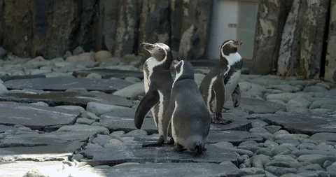 Penguins on the rock 50fps 動画素材 114058169