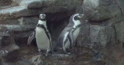 Penguins on the rock 50fps Stock Footage 114063674