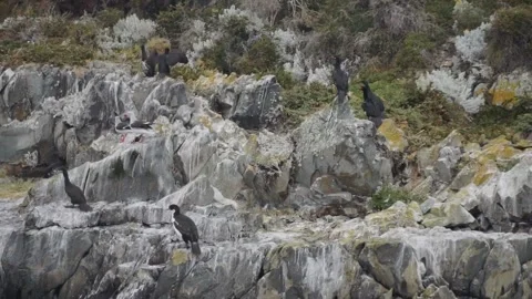 Penguins on a rock Stock Footage 265628700