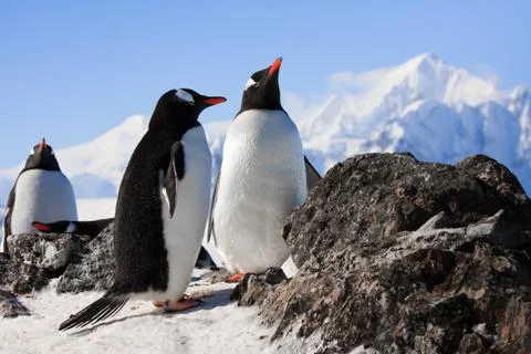 Penguins on rock Фото