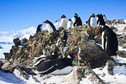 Penguins on rock Stock Photos