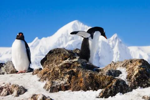 Penguins on a rock Stock-Fotos