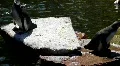 Penguins on rocks and in pond at sunny day HD Footage