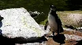 Penguins on rocks and in pond at sunny day HD Footage
