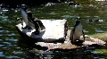 Penguins on rocks and in pond at sunny day HD Footage