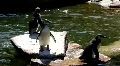 Penguins on rocks and in pond at sunny day HD Footage