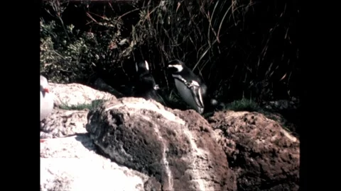 Penguins on Rocks Video stock 276290299