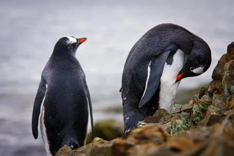 Penguins on the rocks Stockfoto's