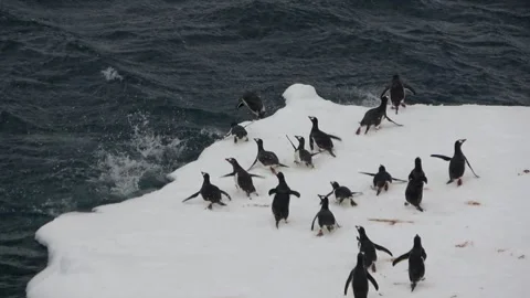 Penguins running and jumping into ocean Antarctica, 4K Stock Footage 332394310