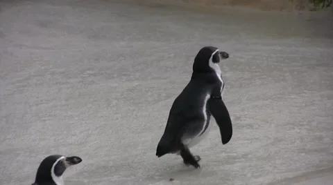 Penguins running up a slope Video stock 28423428