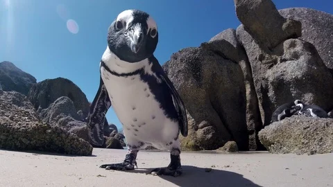 Penguins sa Vidéo 105378568