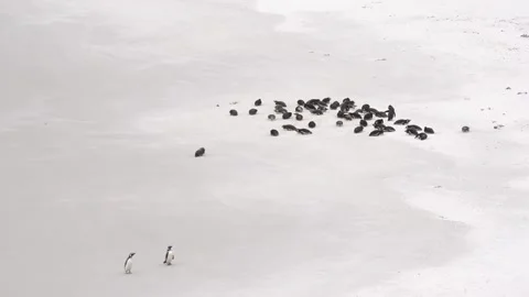 Penguins on Sand Beach. Two Magellanic Penguins Stand Away From Group Stock Footage 277920083