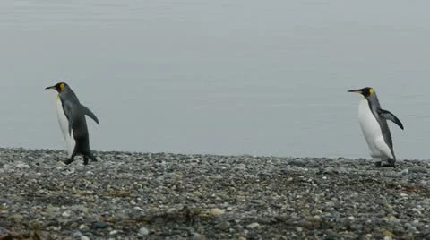 Penguins shivering in the cold Stock Footage 11959200