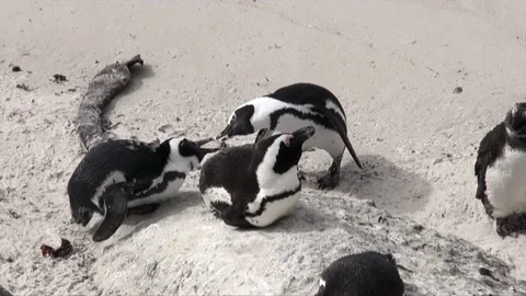 Penguins in Simons's Town Stock Footage 219406669