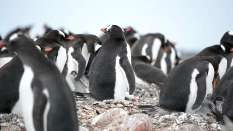 Penguins Sit On Nests Despite Strong Antarctic Wind Chile 4k Vidéo 197015524