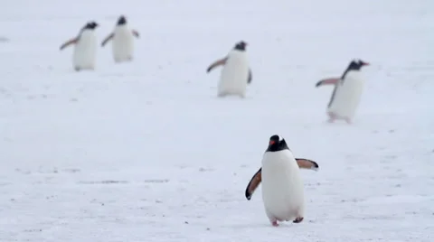 Penguins in the snow Stock Footage 55544969