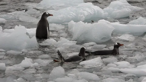 Penguins Splashing in Icy Water 스톡 동영상 106936962