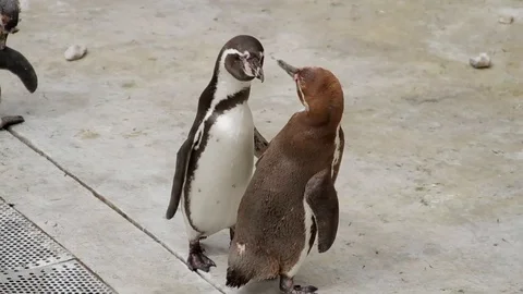 Penguins squabbling in a zoo Stock Footage 92473758