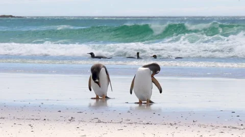 Penguins Stand on Beach. Group of King Penguins Splashing In the Ocean Stock Footage 277918297